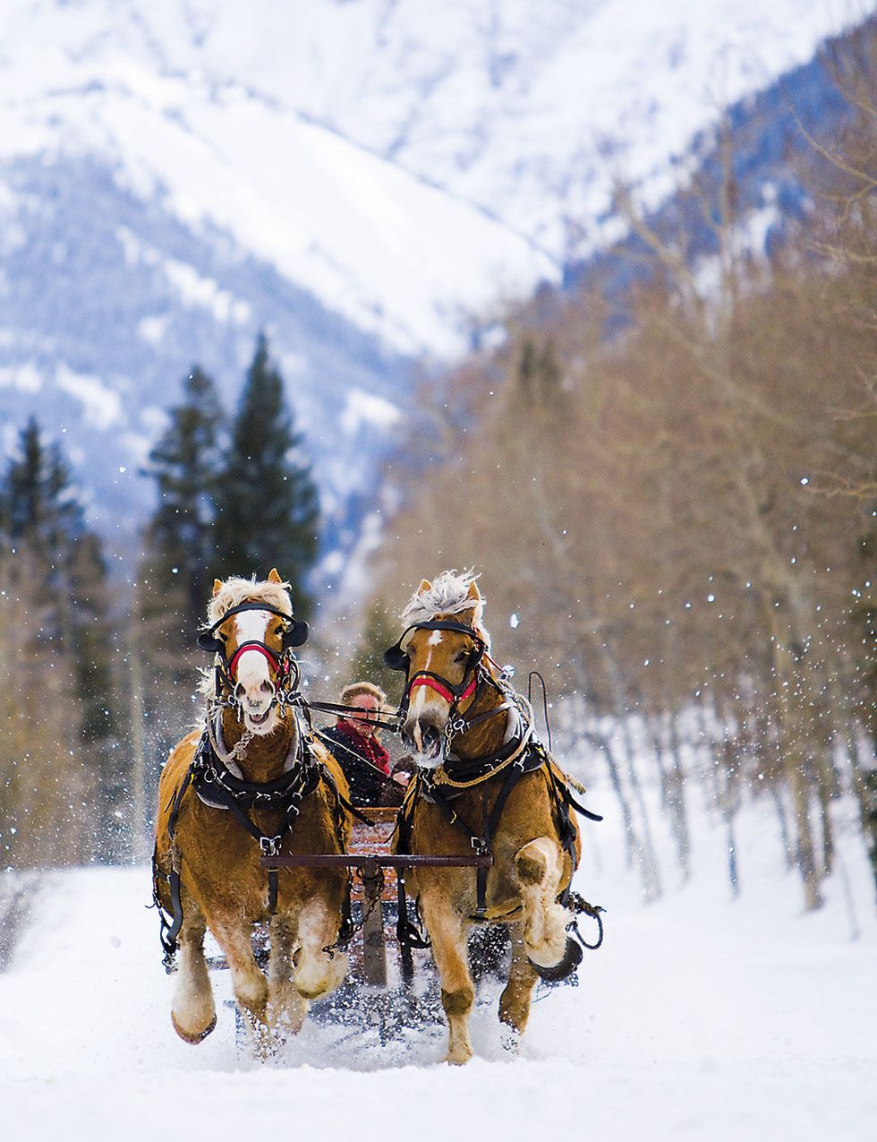 Human, Winter, Halter, Working animal, Rein, Horse supplies, Snow, Bridle, Horse tack, Pack animal, 