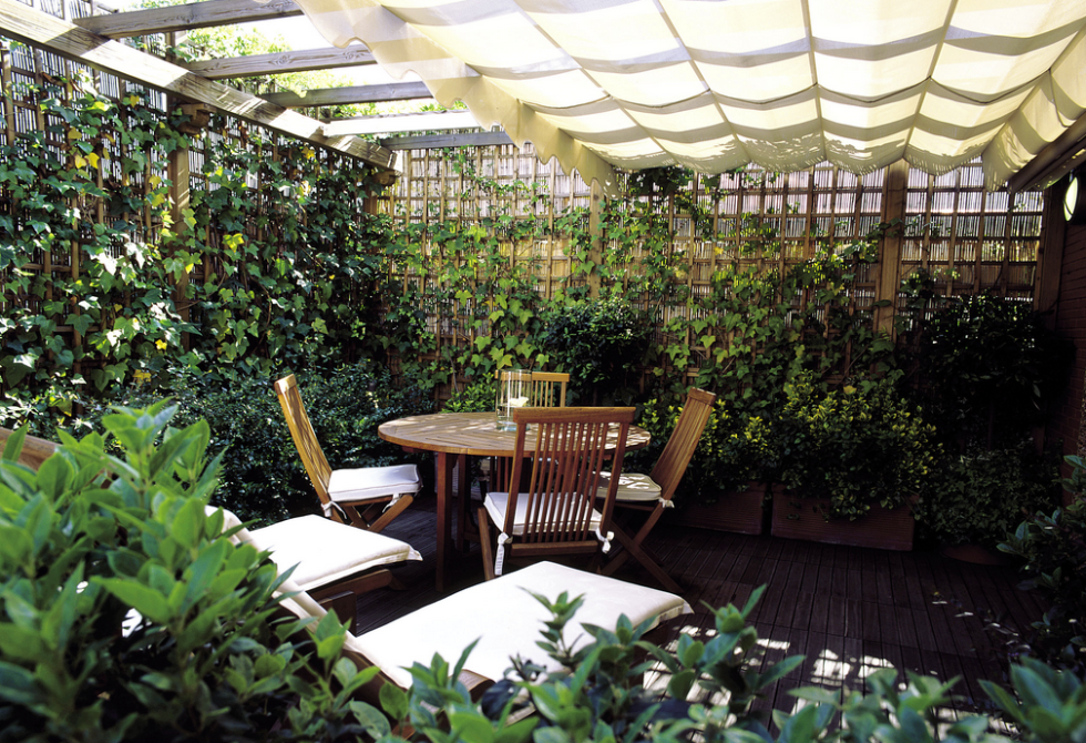 Plant, Table, Furniture, Garden, Outdoor table, Outdoor furniture, Shade, Shrub, Backyard, Herb, 