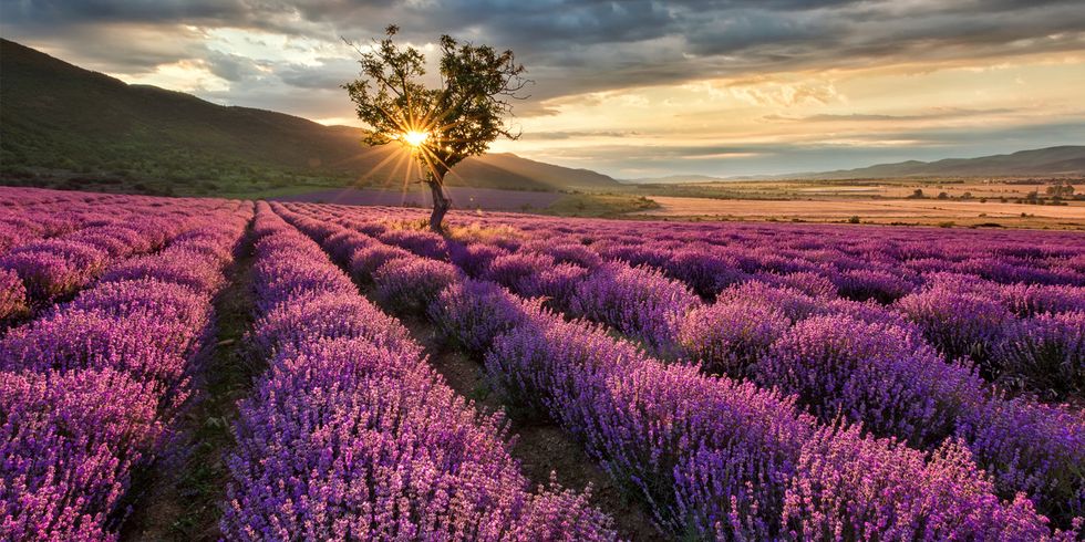 Purple, Lavender, Natural landscape, Landscape, Sunset, Field, Sunrise, Agriculture, Lavender, Violet, 