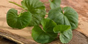 Wood, Green, Leaf, Hardwood, Annual plant, Herb, Herbaceous plant, Parsley family, Plywood, Clover, 