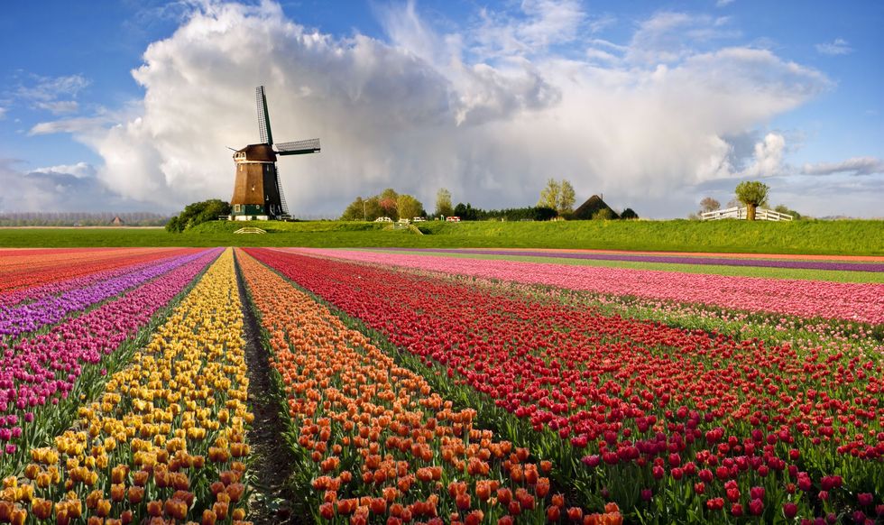 Windmill, Sky, Field, Flower, Tulip, Spring, Plant, Cloud, Rural area, Farm, 