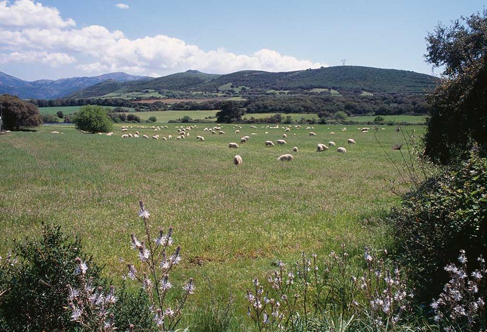 Pasture, Grassland, Natural landscape, Meadow, Natural environment, Grass, Wilderness, Mountain, Ecoregion, Highland, 