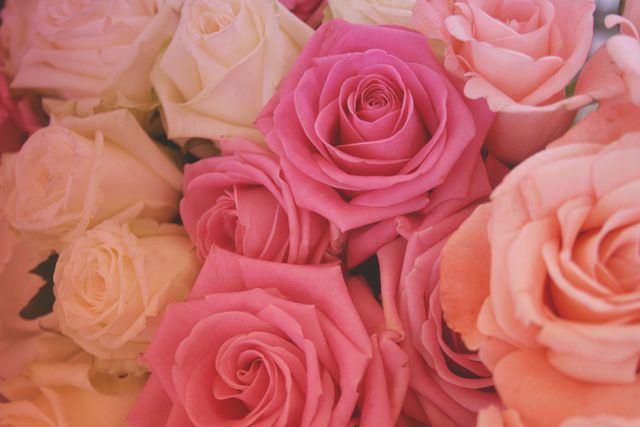 Flower, Garden roses, Rose, Pink, Petal, Floribunda, Cut flowers, Rose family, Rosa × centifolia, Plant, 