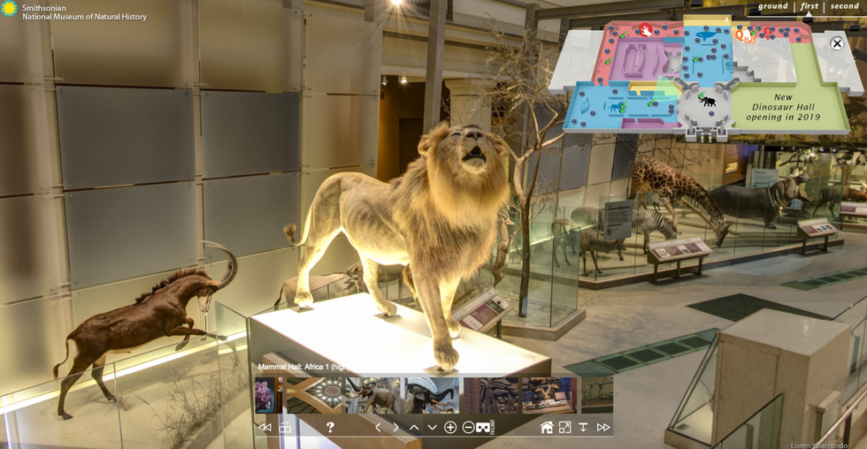 Lion, Felidae, Tourist attraction, Carnivore, Big cats, Museum, Fawn, 