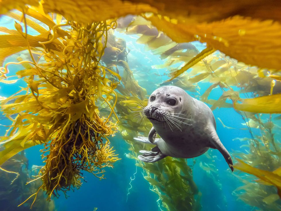 Marine biology, Marine mammal, Underwater, Organism, Kelp, Adaptation, Harbor seal, Seal, Seaweed, Fur seal, 