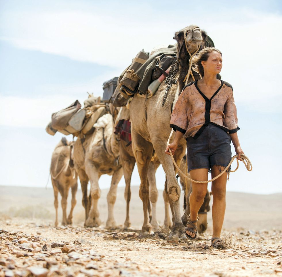 Camel, Arabian camel, Pack animal, Mode of transport, Camelid, Working animal, Rein, Adaptation, Vehicle, Landscape, 