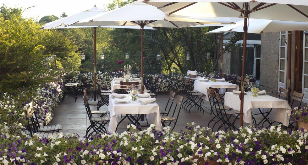 Plant, Furniture, Table, Outdoor table, Chair, Shade, Linens, Outdoor furniture, Restaurant, Tablecloth, 