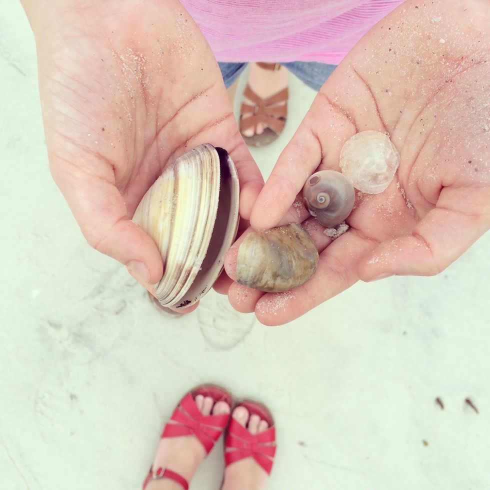 Seashells Found