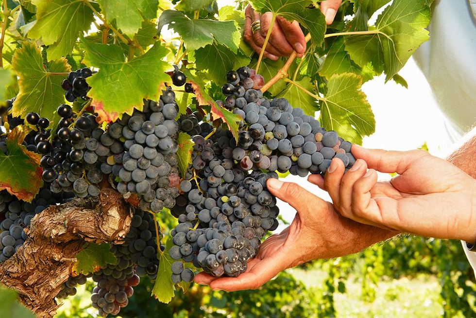Grape, Grape leaves, Grapevine family, Seedless fruit, Zante currant, Vineyard, Vitis, Plant, Hand, Davidson's Plum, 