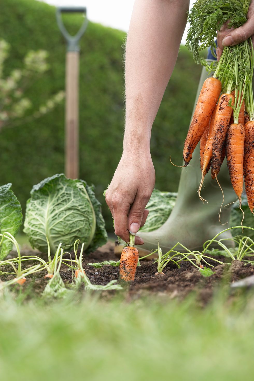 Carrot, Vegetable, Local food, Natural foods, Root vegetable, Food, Plant, Leaf vegetable, Radish, Gardener, 