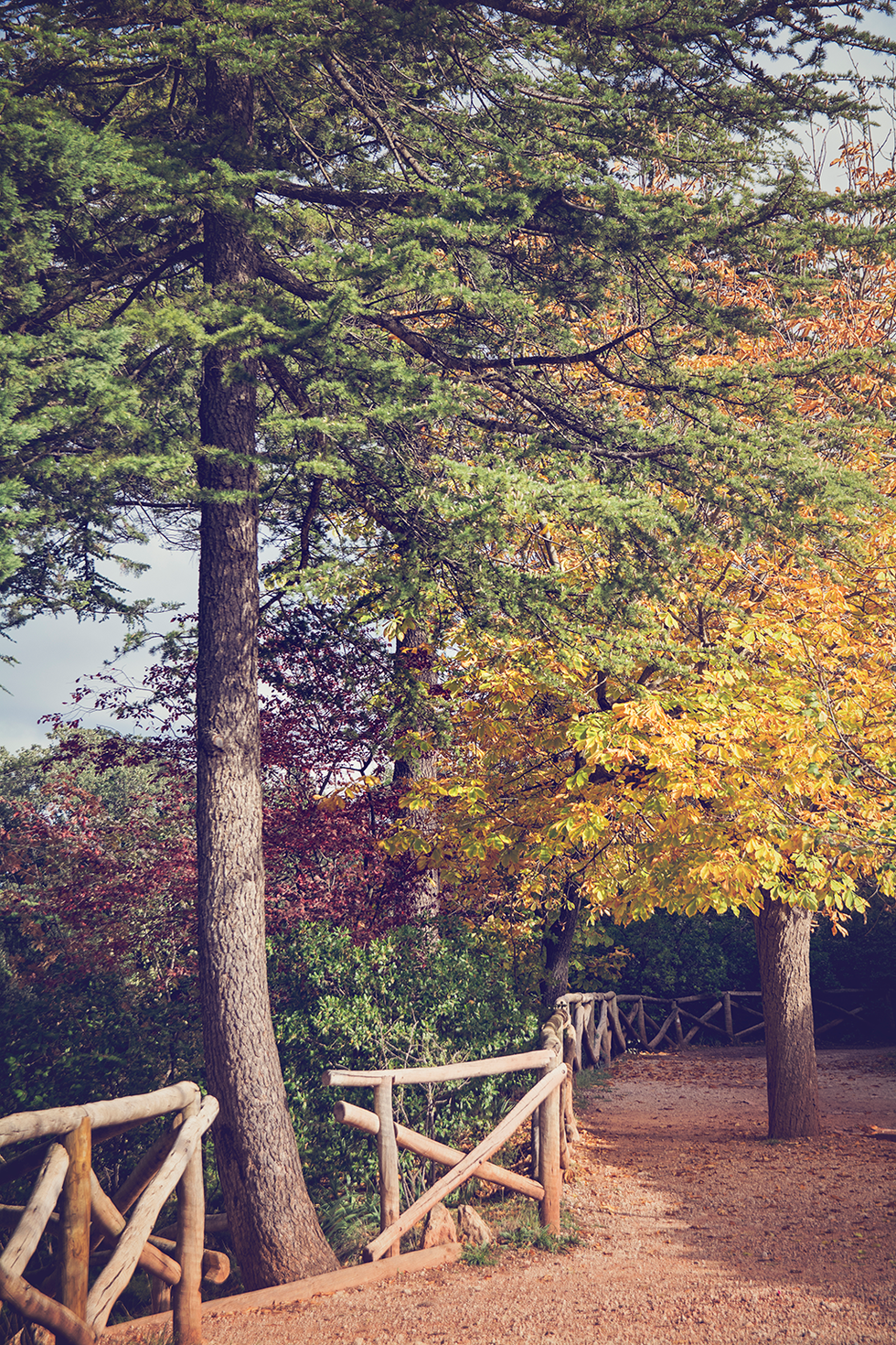 Tree, Nature, Leaf, Natural environment, Woody plant, Forest, Sky, Natural landscape, Plant, Wilderness, 