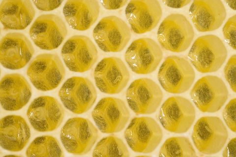 Yellow, Green, Pattern, Organism, Design, Pollen,