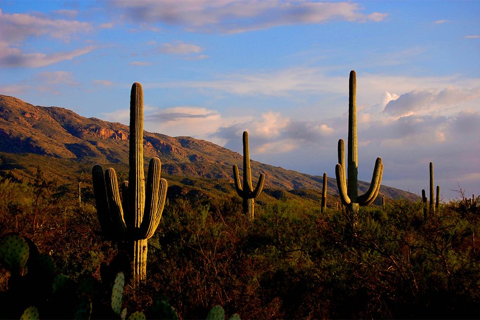 Saguaro, Sky, Flower, Vegetation, Plant, Botany, Landscape, Cactus, Cloud, San Pedro cactus, 