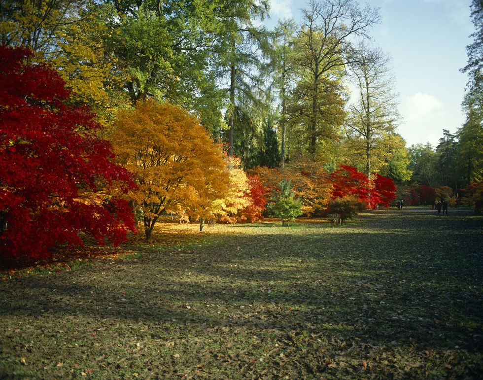 Tree, Leaf, Natural landscape, Nature, Red, Autumn, Sky, Deciduous, Grass, Plant, 