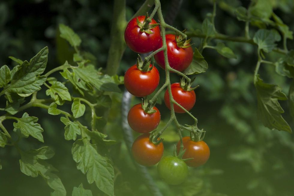 Flowering plant, Plant, Bush tomato, Solanum, Fruit, Tomato, Flower, Cherry Tomatoes, Plum tomato, Vegetable, 