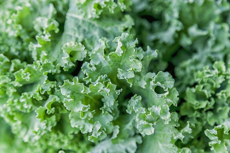 Green, Leaf, Flower, Plant, Vegetable, Leaf vegetable, Lettuce, Food, Grass, Kale, 