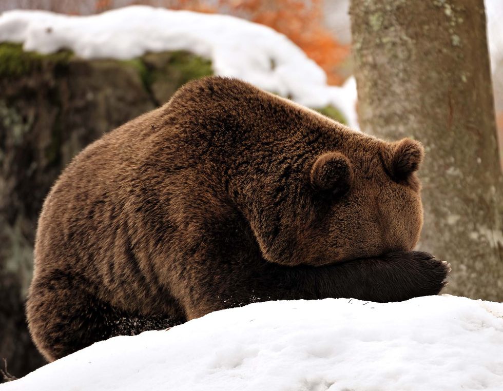 Brown bear, Mammal, Vertebrate, Grizzly bear, Bear, Terrestrial animal, Snout, Brown, Adaptation, Carnivore, 