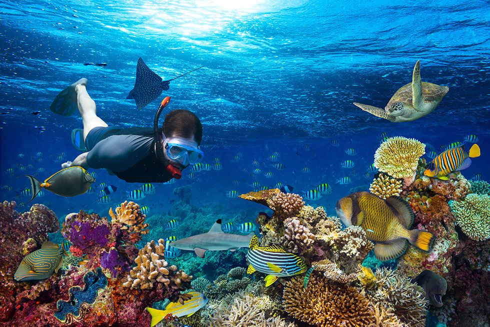 Reef, Coral reef, Underwater, Marine biology, Coral reef fish, Fish, Fish, Natural environment, Stony coral, Coral, 
