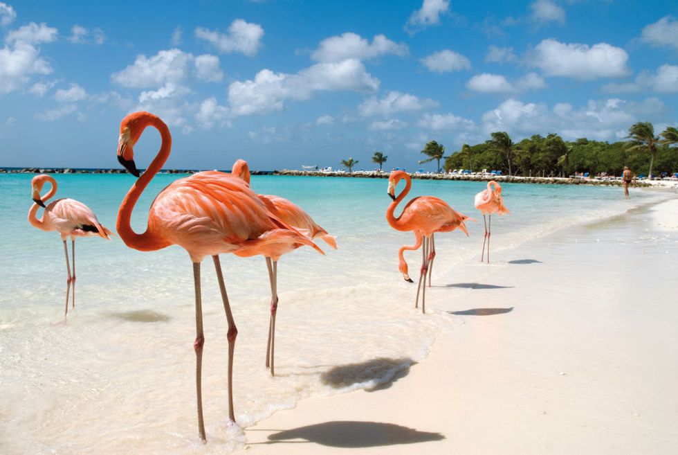 Flamingo, Greater flamingo, Bird, Water bird, Vacation, Sky, Summer, Wildlife, Beak, Landscape, 