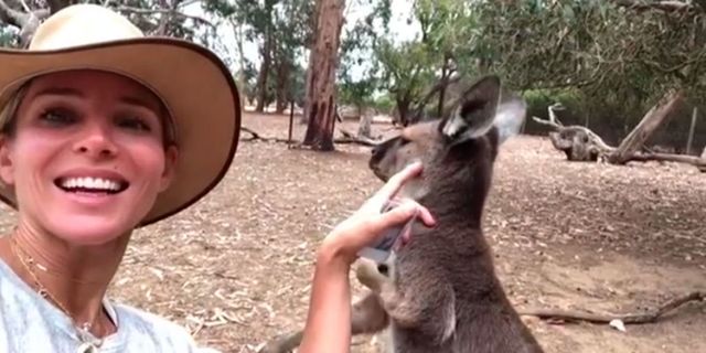 Kangaroo, Mammal, Wallaby, Vertebrate, Macropodidae, kangaroo, Marsupial, Wildlife, Terrestrial animal, Koala, 