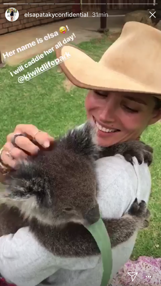 Marsupial, Koala, Wildlife biologist, Wallaby, Kangaroo, Photo caption, Hat, 