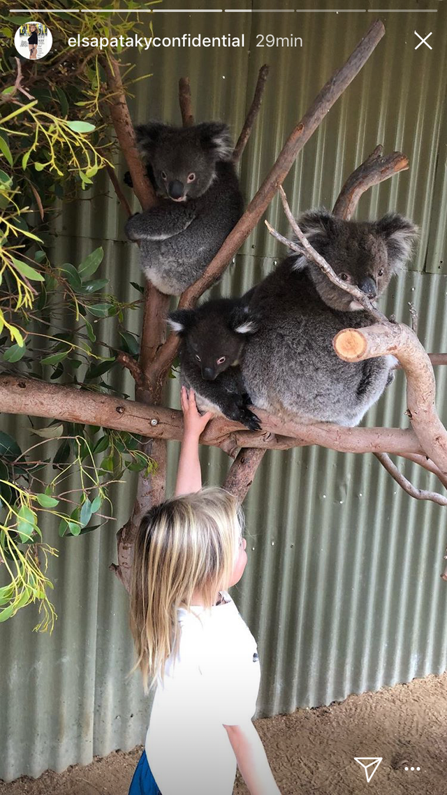 Koala, Marsupial, Plant, 