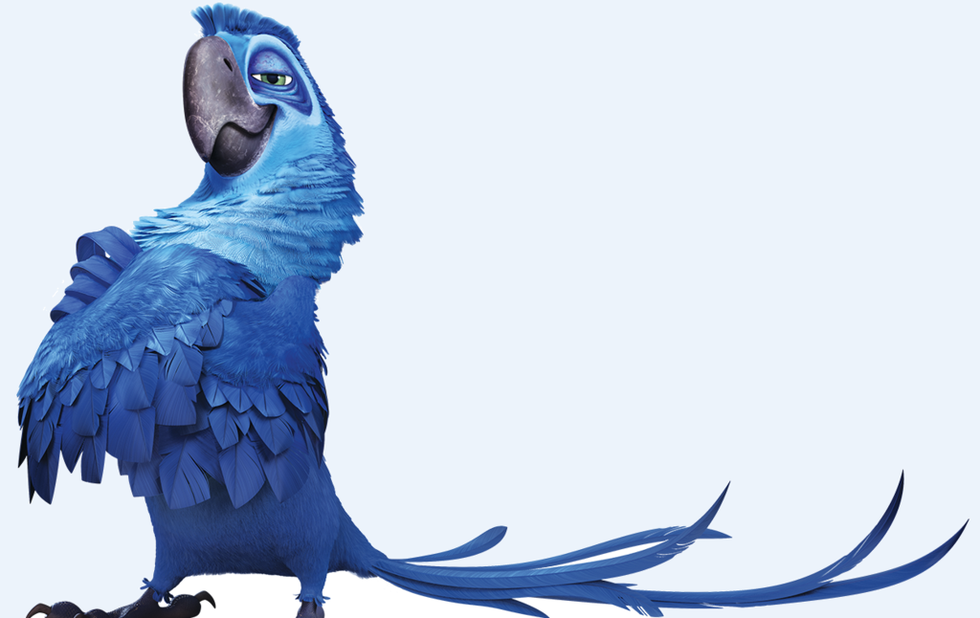Blue, Bird, Beak, Parrot, Electric blue, Wing, Aqua, Azure, Feather, Cobalt blue, 