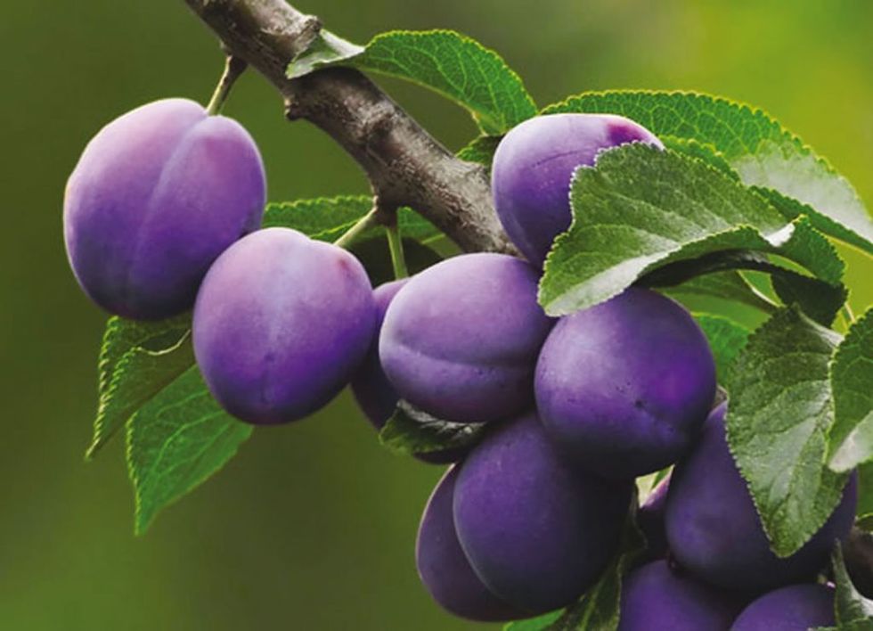 Purple, Fruit tree, Lavender, Fruit, Violet, Leaf, Woody plant, Natural foods, Seedless fruit, Produce, 