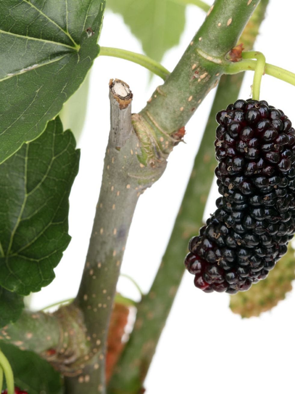 Fruit tree, Leaf, Produce, Adaptation, Fruit, Woody plant, Seedless fruit, Blackberry, Natural foods, Berry, 