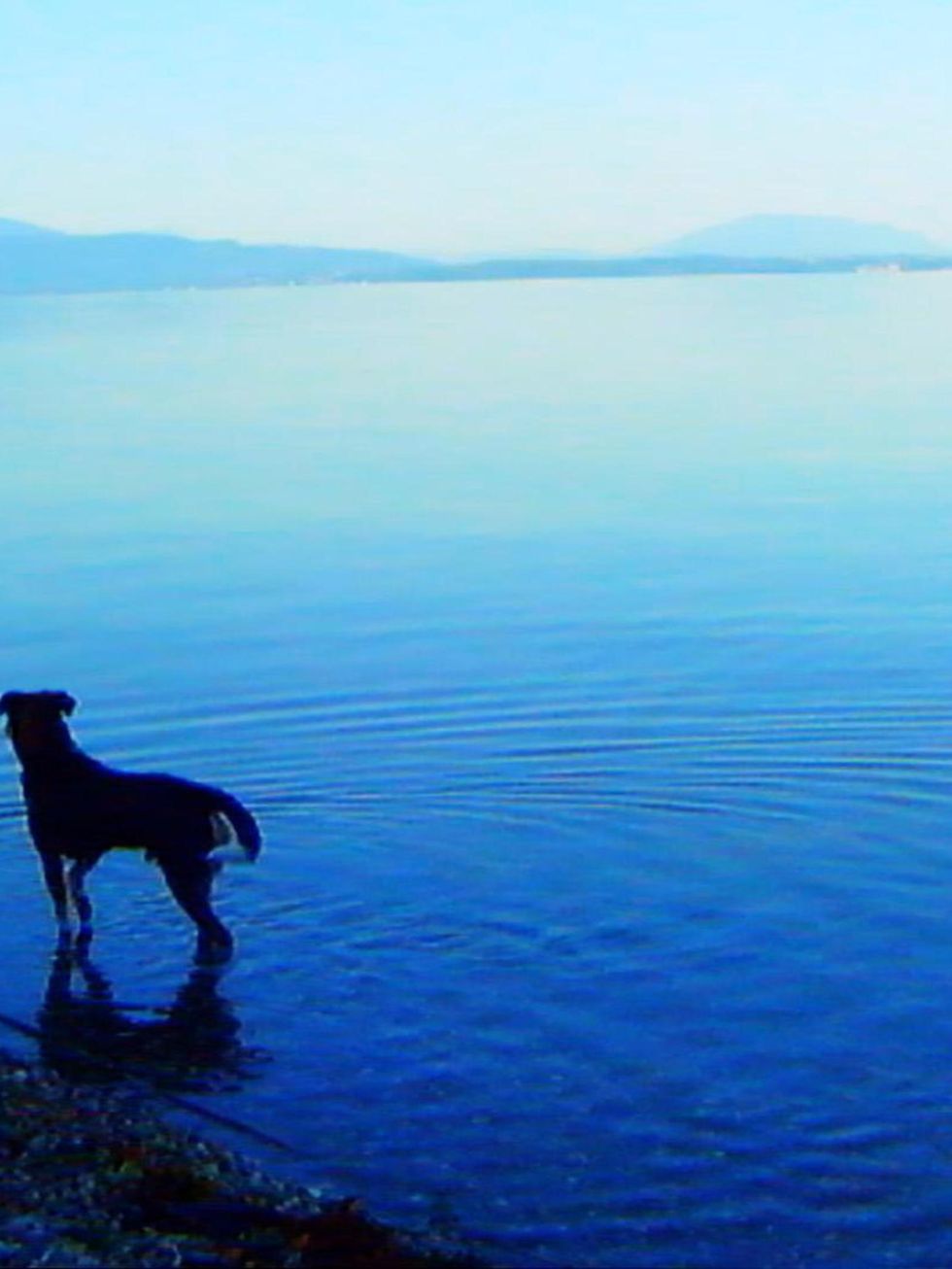 Body of water, Blue, Dog breed, Carnivore, Dog, Water resources, Water, Mammal, Fluid, Coastal and oceanic landforms, 