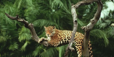 Vegetation, Branch, Organism, Natural environment, Big cats, Vertebrate, Felidae, Carnivore, Terrestrial animal, Jaguar, 
