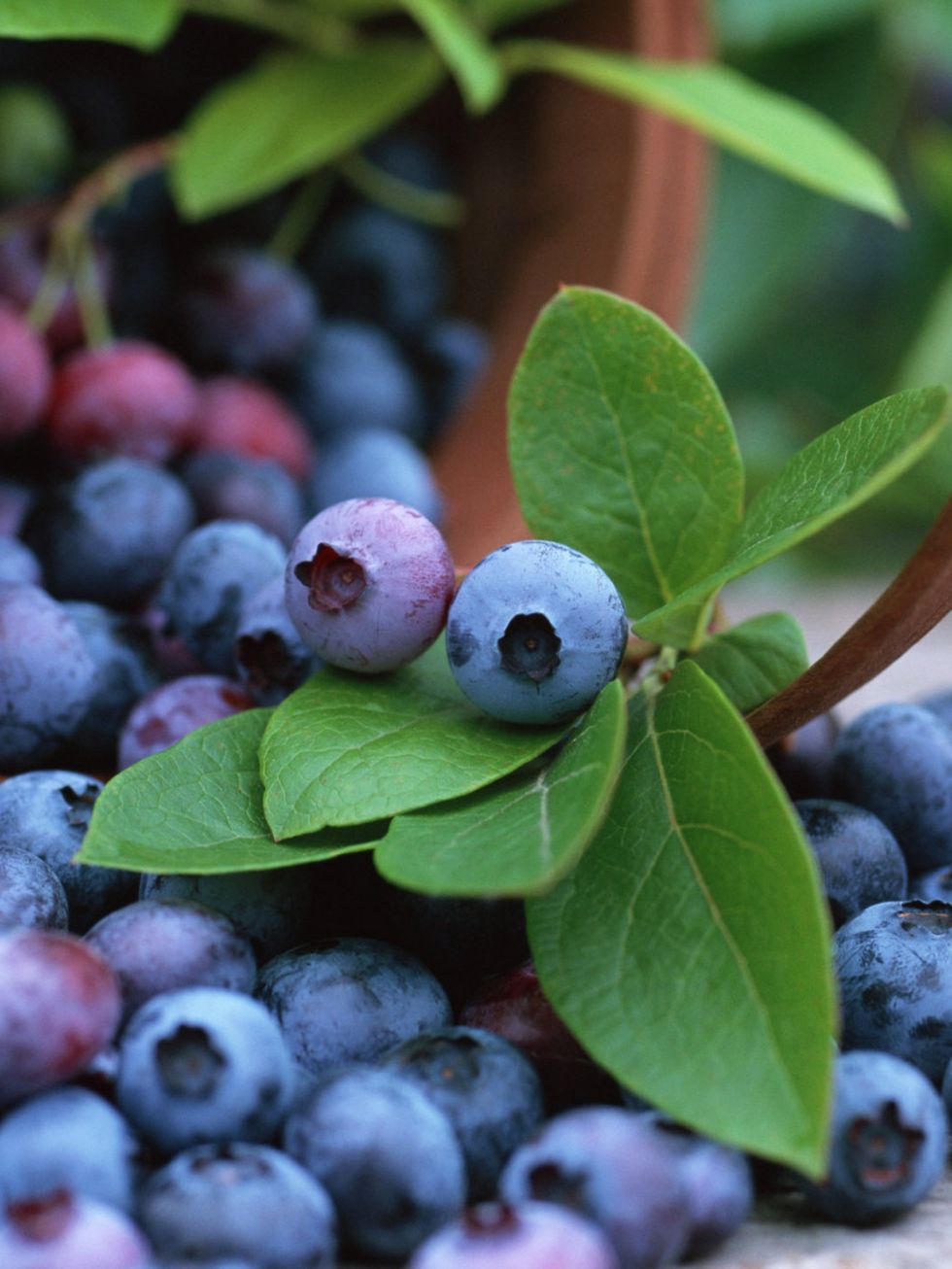 Blue, Food, Fruit, Berry, Produce, Bilberry, Woody plant, Natural foods, Purple, Blueberry, 