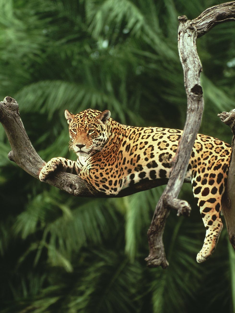 Vegetation, Branch, Organism, Natural environment, Big cats, Vertebrate, Felidae, Carnivore, Terrestrial animal, Jaguar, 