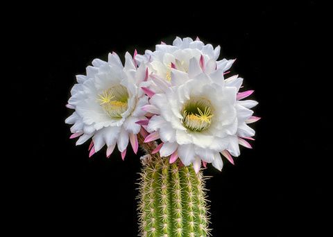 Petal, Flower, Flowering plant, Terrestrial plant, Botany, Thorns, spines, and prickles, Annual plant, Pollen, Wildflower, Cactus, 