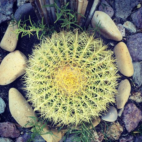 Pebble, Terrestrial plant, Thorns, spines, and prickles, Gravel, Annual plant, Circle, Cactus, Caryophyllales, 