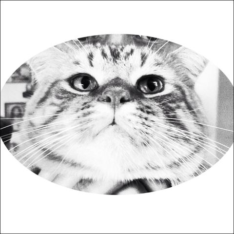 Whiskers, Carnivore, Style, Monochrome photography, Iris, Felidae, Snout, Black-and-white, Cat, Terrestrial animal, 