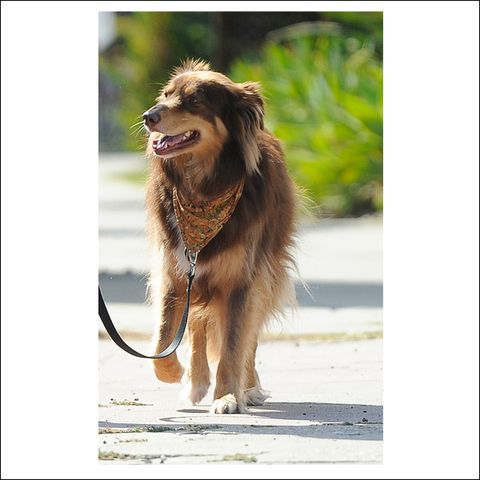 Dog breed, Carnivore, Dog, Jaw, Sporting Group, Tooth, Tongue, Liver, Collar, Snout, 