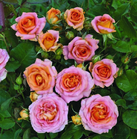 Plant, Petal, Yellow, Flower, Orange, Pink, Flowering plant, Rose family, Rose, Rose order, 