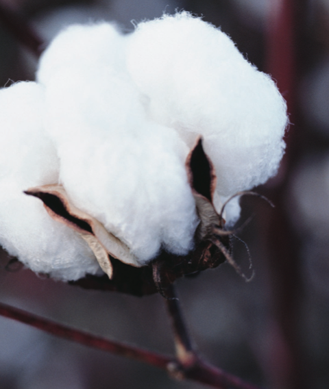 Winter, Freezing, Botany, Snow, Cotton, Close-up, Twig, Ice, Frost, Macro photography, 