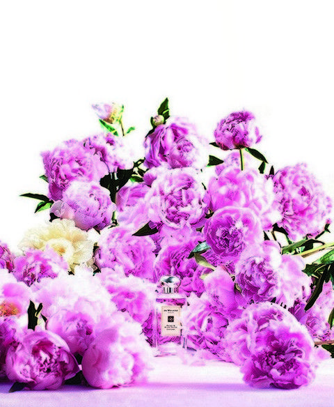 Purple, Petal, Flower, Violet, Lavender, Botany, Flowering plant, Colorfulness, Magenta, Lilac, 