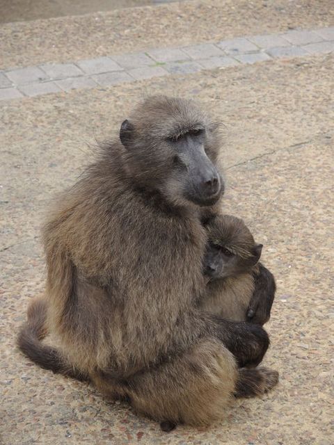 Brown, Skin, Primate, Vertebrate, Adaptation, Jaw, Terrestrial animal, Snout, Temple, Neck, 