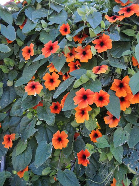 Flower, Orange, Petal, Flowering plant, Annual plant, Coquelicot, Plant stem, Pollen, Malvales, Perennial plant, 