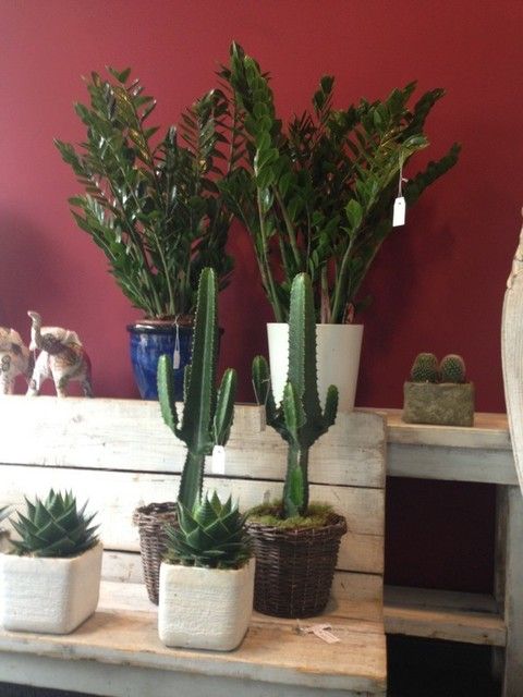 Plant, Flowerpot, Interior design, Botany, Terrestrial plant, Houseplant, Vase, Flowering plant, Artifact, Cactus, 