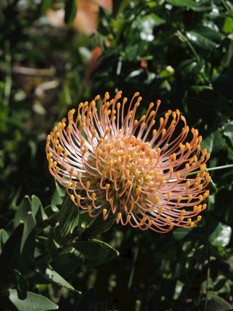 Vegetation, Flower, Plant community, Botany, Terrestrial plant, Proteales, Protea, Flowering plant, Close-up, Macro photography, 