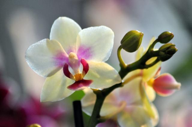 Petal, Flower, Botany, Flowering plant, Terrestrial plant, Spring, Blossom, Macro photography, Moth Orchid, Orchids of the philippines, 