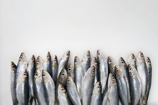 Vertebrate, White, Fish, Fish, Grey, Forage fish, Anchovy (food), Silver, Close-up, Seafood, 
