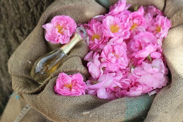 Flower, Petal, Pink, Costume accessory, Beige, Flowering plant, Wool, Cut flowers, Peach, Hair accessory, 