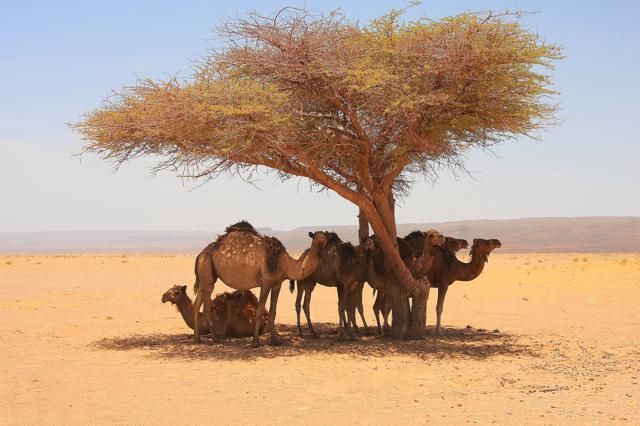 Camel, Natural environment, Camelid, Landscape, Aeolian landform, Sand, Adaptation, Desert, Plain, Woody plant, 