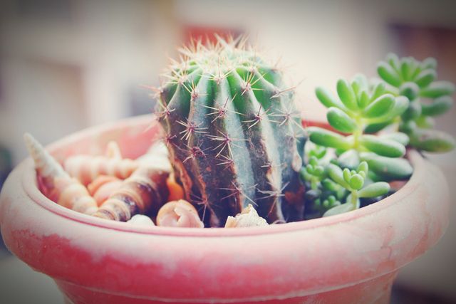 Flowerpot, Terrestrial plant, Peach, Houseplant, Thorns, spines, and prickles, Flowering plant, Cactus, Succulent plant, Caryophyllales, Annual plant, 