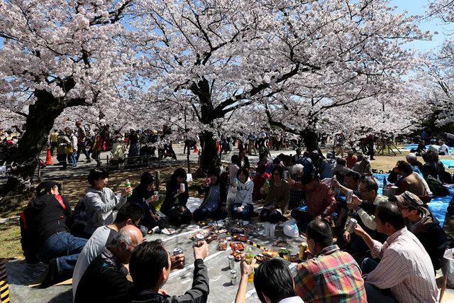 People, Branch, Tree, Public space, Blossom, Woody plant, Crowd, Sharing, Petal, Spring, 
